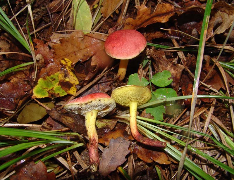 Xerocomus driophylus. Scheda fotografica.